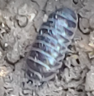 Armadillidium vulgare