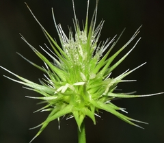 Echinaria capitata