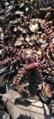 Sedum moranense