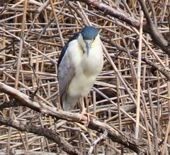 Nycticorax nycticorax