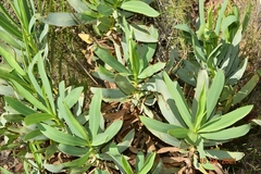 Bupleurum gibraltaricum