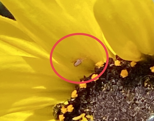 iNaturalist observation photo of Insects