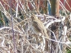 Turdus philomelos