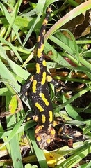 Salamandra