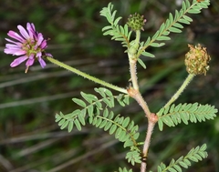 Astragalus bourgaeanus