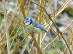 Cyanistes caeruleus