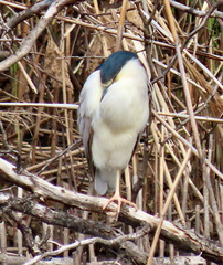 Nycticorax nycticorax