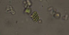 Scenedesmus