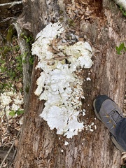 Laetiporus sulphureus