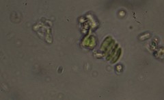 Scenedesmus