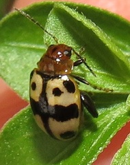 Argopistoides octomaculata