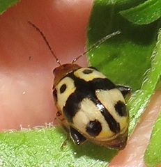 Argopistoides octomaculata