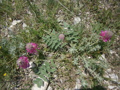 Hedysarum biebersteinii