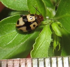 Argopistoides octomaculata