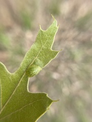 Dryocosmus quercusnotha