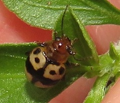 Argopistoides octomaculata