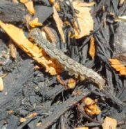 Lepidoptera