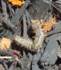 Lepidoptera
