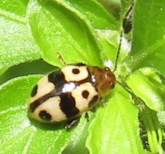 Argopistoides octomaculata