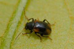 Metachroma quercatum