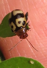 Argopistoides octomaculata
