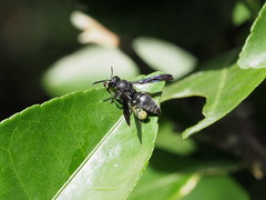 Allorhynchium chinense