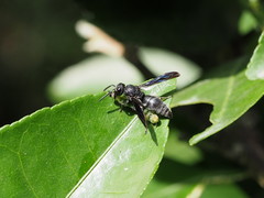 Allorhynchium chinense