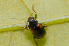 Metachroma quercatum