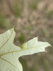 Dryocosmus quercusnotha