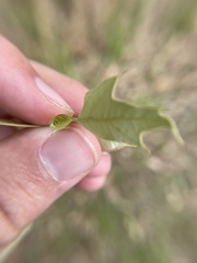 Dryocosmus quercusnotha