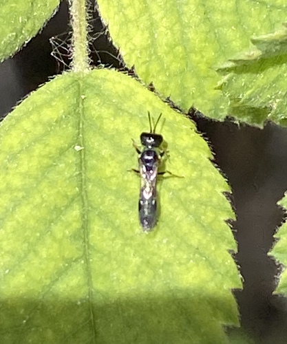 iNaturalist observation photo of Stigmina