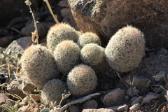 Escobaria chihuahuensis