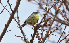 Setophaga kirtlandii