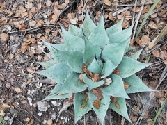 Agave ovatifolia