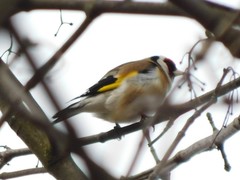 Carduelis carduelis
