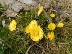 Tussilago farfara