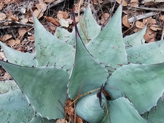 Agave ovatifolia