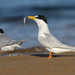 Little Tern - Photo (c) Leo, some rights reserved (CC BY-NC-SA)