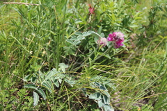 Hedysarum biebersteinii