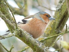 Fringilla coelebs