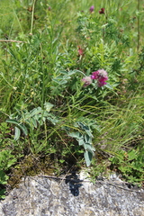 Hedysarum biebersteinii