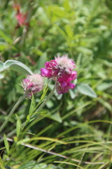 Hedysarum biebersteinii