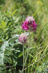 Hedysarum biebersteinii