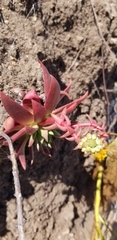 Dudleya candelabrum