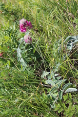 Hedysarum biebersteinii