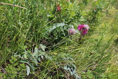 Hedysarum biebersteinii