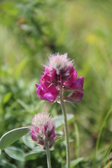 Hedysarum biebersteinii