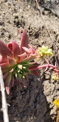 Dudleya candelabrum
