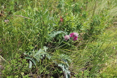 Hedysarum biebersteinii