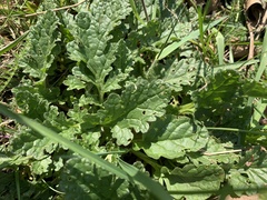 Jacobaea vulgaris